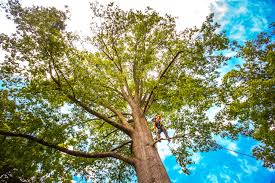 Best Lot and Land Clearing  in Maybrook, NY