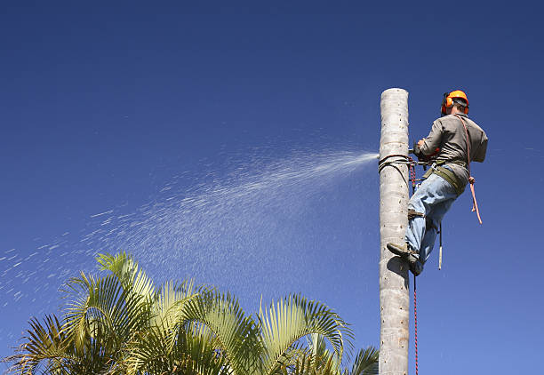 Best Weed Control  in Maybrook, NY