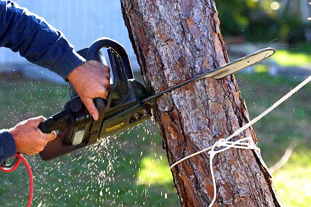 Best Hazardous Tree Removal  in Maybrook, NY