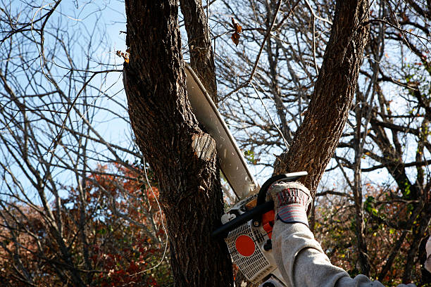 Best Fruit Tree Pruning  in Maybrook, NY